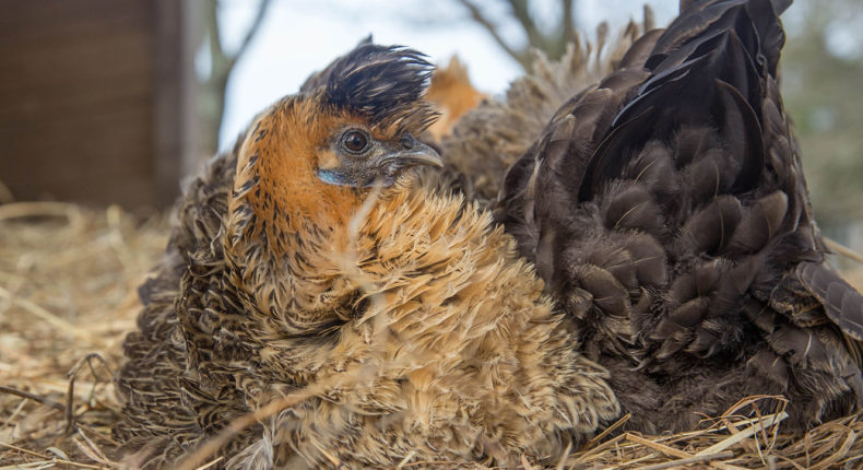 Une poule prenant la pose © Jean-Jacques Abalain