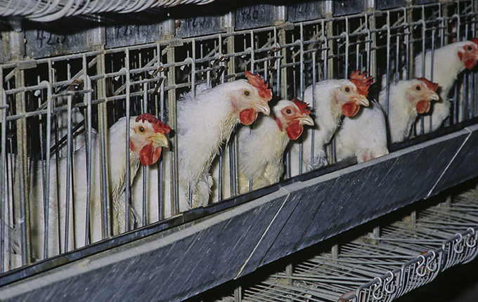 Sur les 50 millions de poules pondeuses en France, 80 % sont élevées en batterie. © INRA DIST