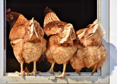 Bien choisir sa poule