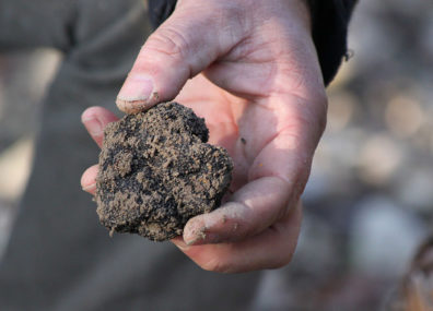 Truffes
