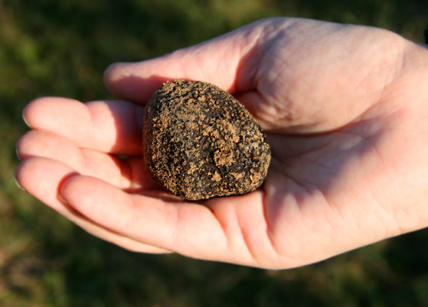 70 % des truffes noires sont récoltées dans le Sud-est de la France. © Couleur Lavande