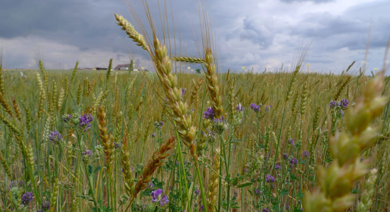 Le modèle TYFA prévoit d'augmenter de 30 % la production végétale en Europe. © Luc Legay