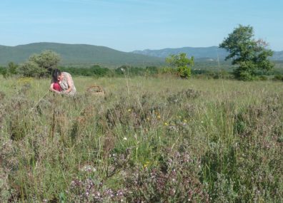 Herbes sauvages et aromatiques