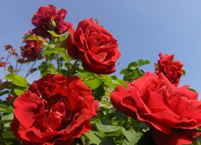 Roses vénéneuses