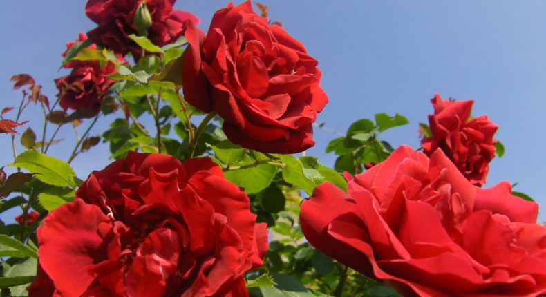 600 millions de roses sont vendues chaque année en France.