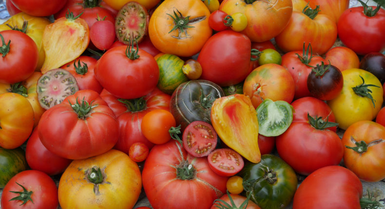 tomates-collection-pascal-antigny