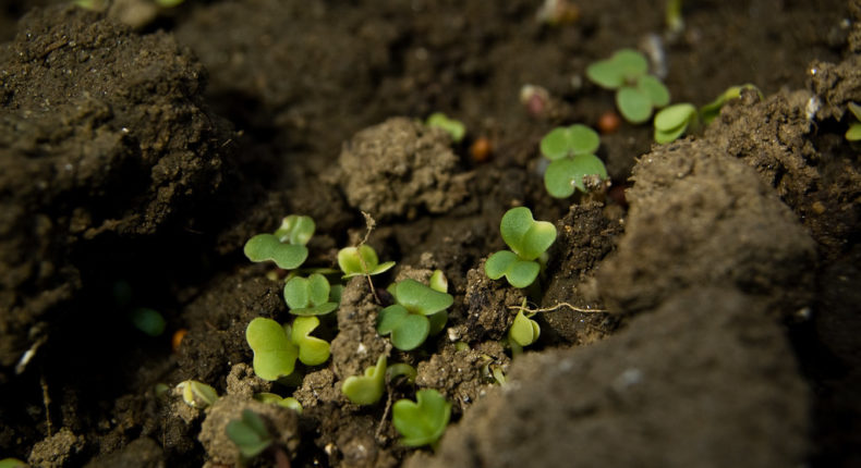 Nos sols sont de moins en moins riches en biodiversité. © Brian Boucheron