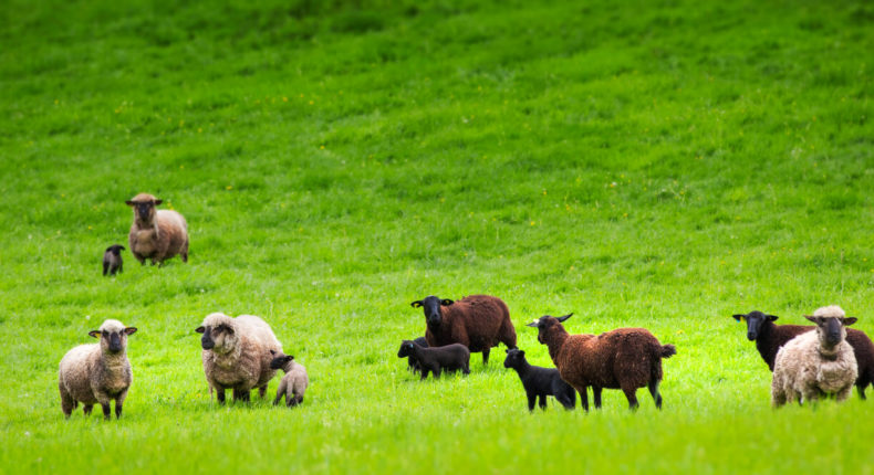 peau de mouton semelles laines