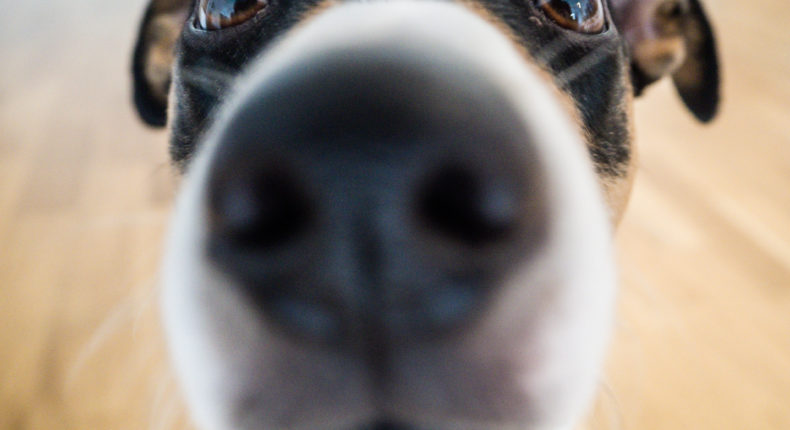 Les chiens possèdent 200 millions de récepteurs olfactifs, contre cinq millions chez l'homme. © Georgie Pauwels