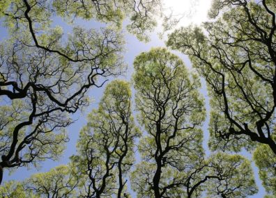 Timide comme un arbre