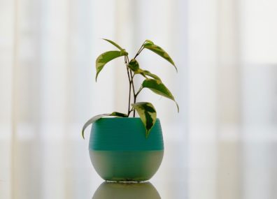 Plantes dépolluantes. Vrai ou Faux ?