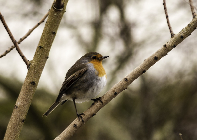 Il faut sauver nos oiseaux !, de Marc Duquet