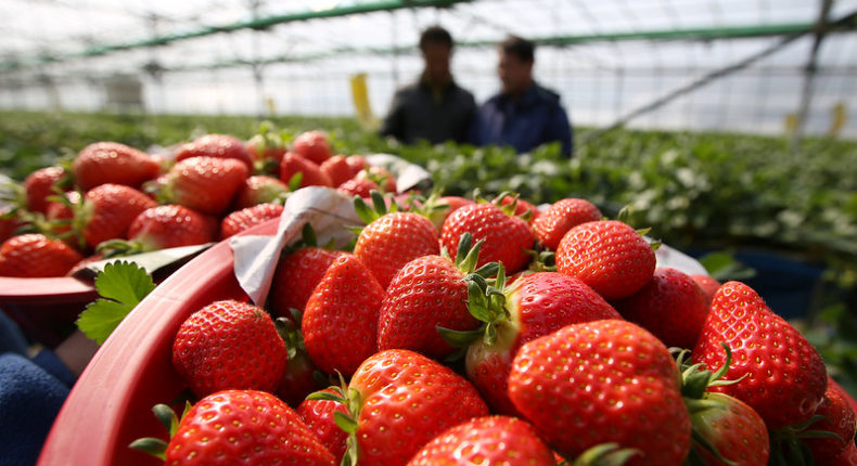 Environ 130 000 tonnes de fraises sont consommées en France chaque année. © Republic of Korea