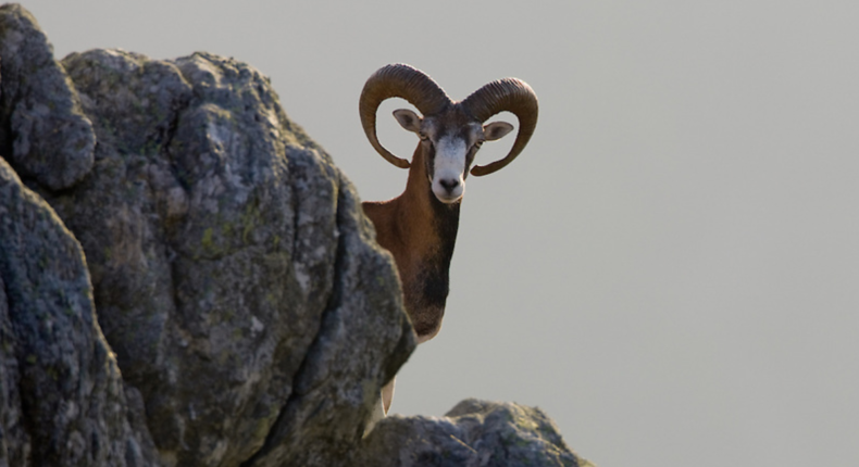 Ingo Arndt/Wild Wonders of Europe © Rewilding Europe