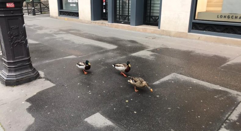Des canards ont été aperçus dans les rues de Paris crédits Capture d'écran Twitter / Lucie Robequain