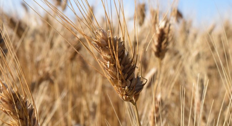 5000 tonnes de blé dur bio sont produites chaque année en France.