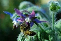 Plantes mellifères