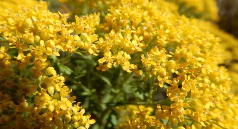 Alyssum murale