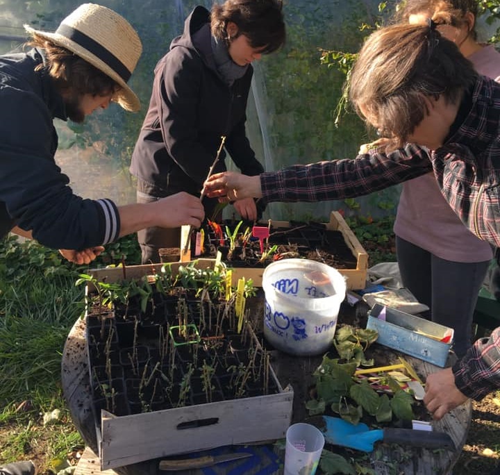 Des boutures des Jardinières masquées.