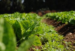 71,5 millions d’hectares