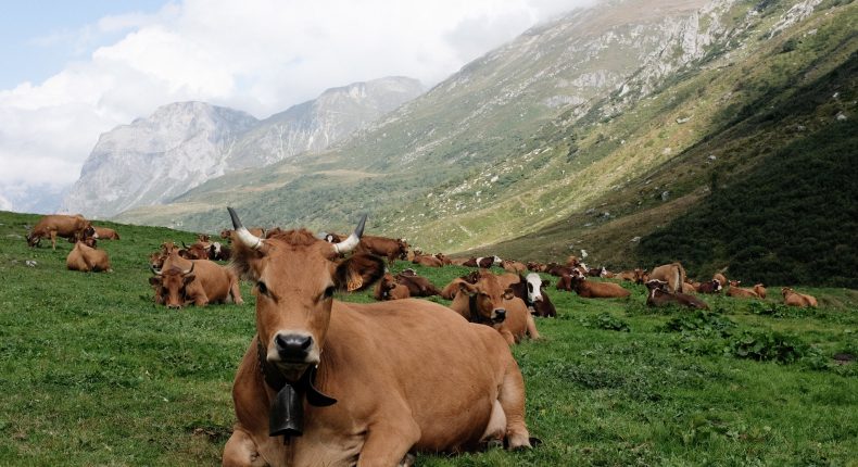 élevage laitier dans le massif de la Vanoise - crédits  : Fred Inklaar