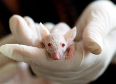 En finir avec l’expérimentation animale