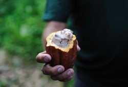Cacao et chocolat