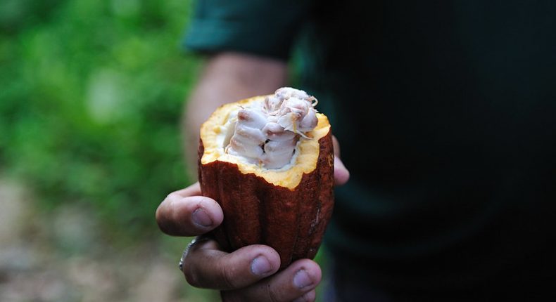La Côte d'Ivoire est le premier producteur de cacao dans le monde. © Rog01