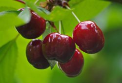 Cerises