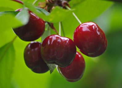 Top 10 des fruits légumes 