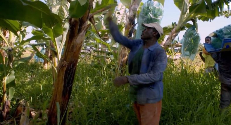 Un homme récolte des bananes en Martinique.