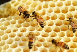 Une abeille comme une vache