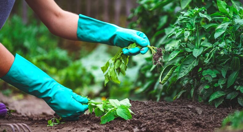 Désherber son jardin