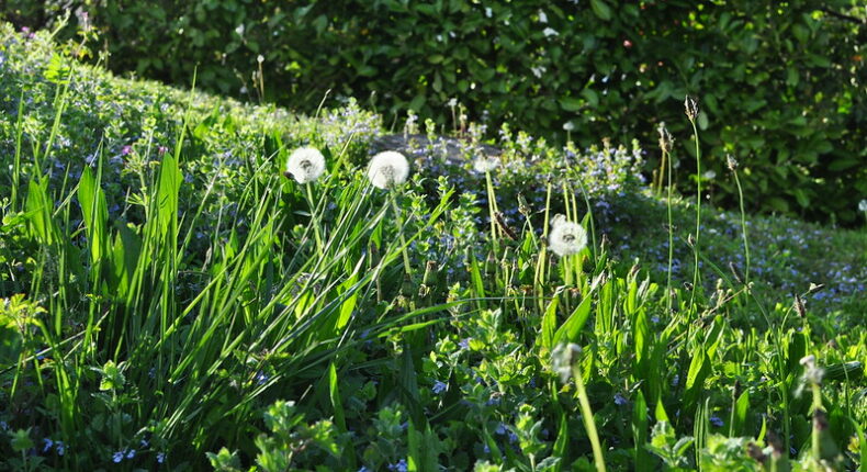 Les mauvaises herbes ont des vertus au jardin.