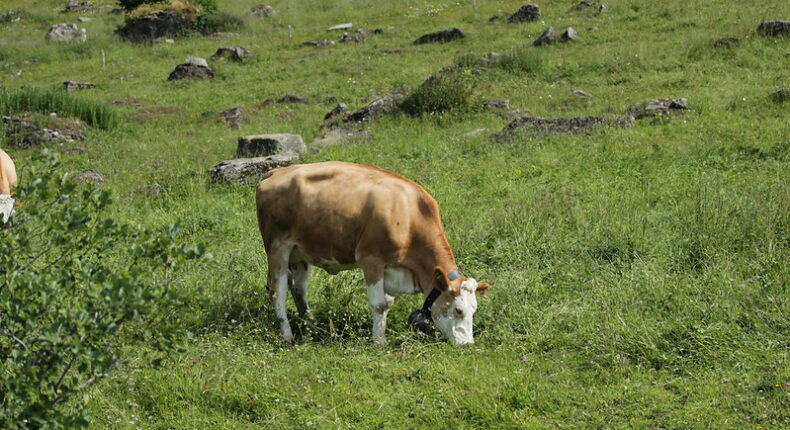 L'élevage bovin est responsable de près d'un tiers des émissions de méthane.