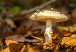 Mycothérapie