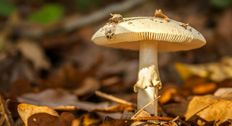 Les multiples vertus des champignons.