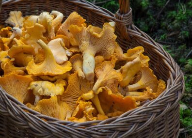 Champignons, bokashi et probiotiques