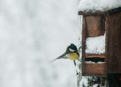 Faut-il nourrir les oiseaux en hiver ?