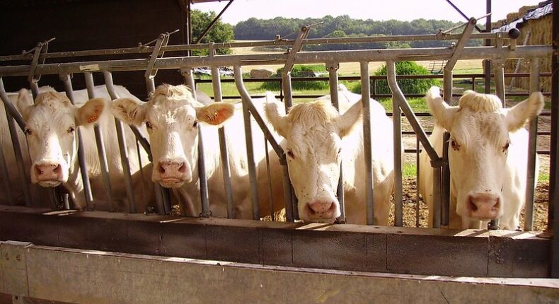 L'alimentation animale entraîne une occupation d'un tiers des terres cultivables dans le monde.