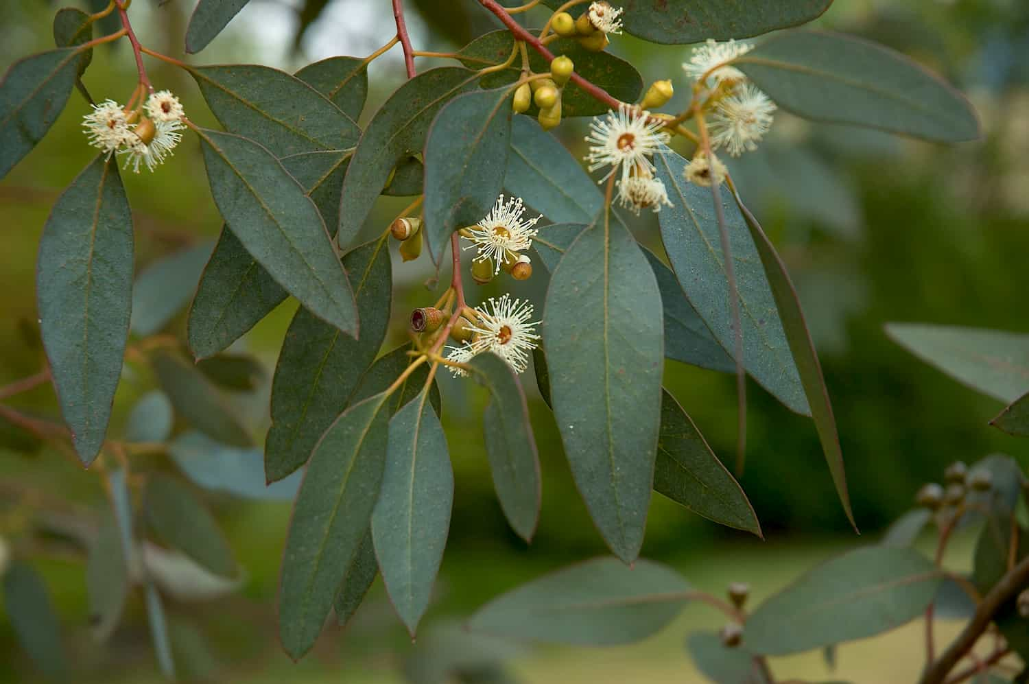 L'inhalation d'eucalyptus radié est efficace en cas de rhume.