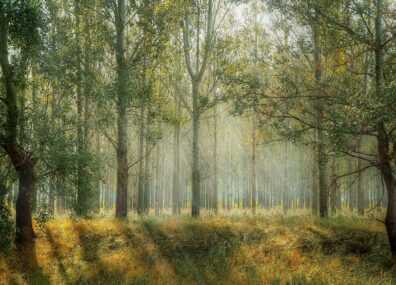 Si vous aimez les arbres