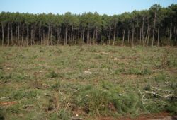Forêt vivante