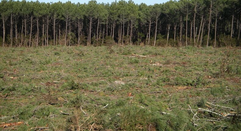 Coupe rase dans la forêt des Landes. Crédit : Larrousiney / Wikimedia