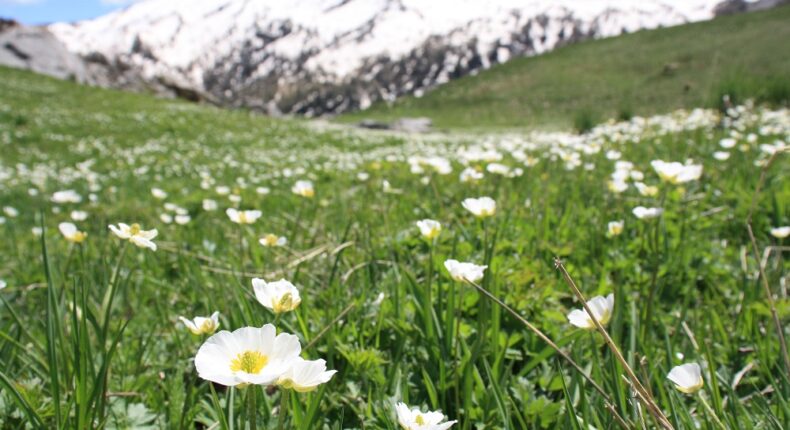 Dans le Parc des Ecrins. Crédit : Elsa B. pour Mon Quotidien Autrement