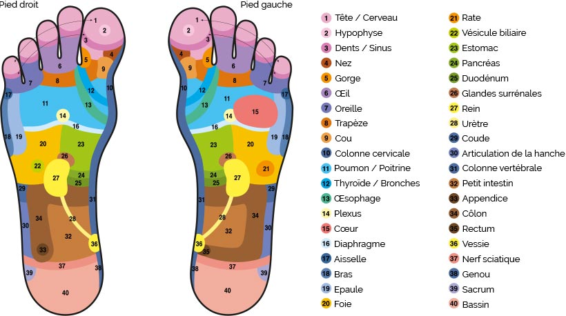 Carte de réflexologie plantaire