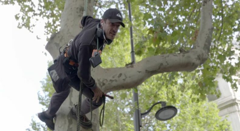 Thomas Brail, grimpeur-arboriste. Crédit : Morgane Production