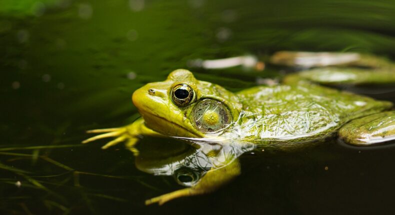 amphibiens / Pixabay