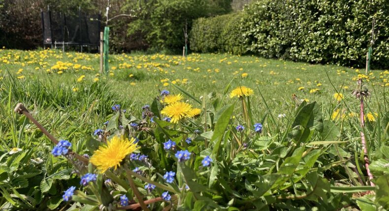 Un jardin à Wiltshire, sud-ouest de l'Angleterre. credit Archie Thomas - Plantlife