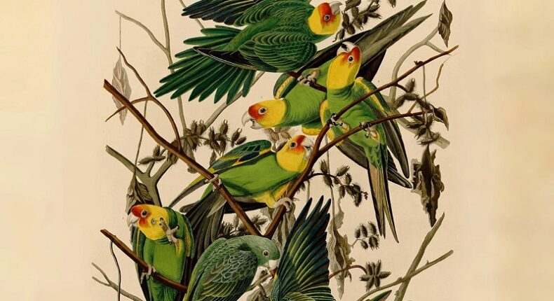 Affiche du film Birds of America.